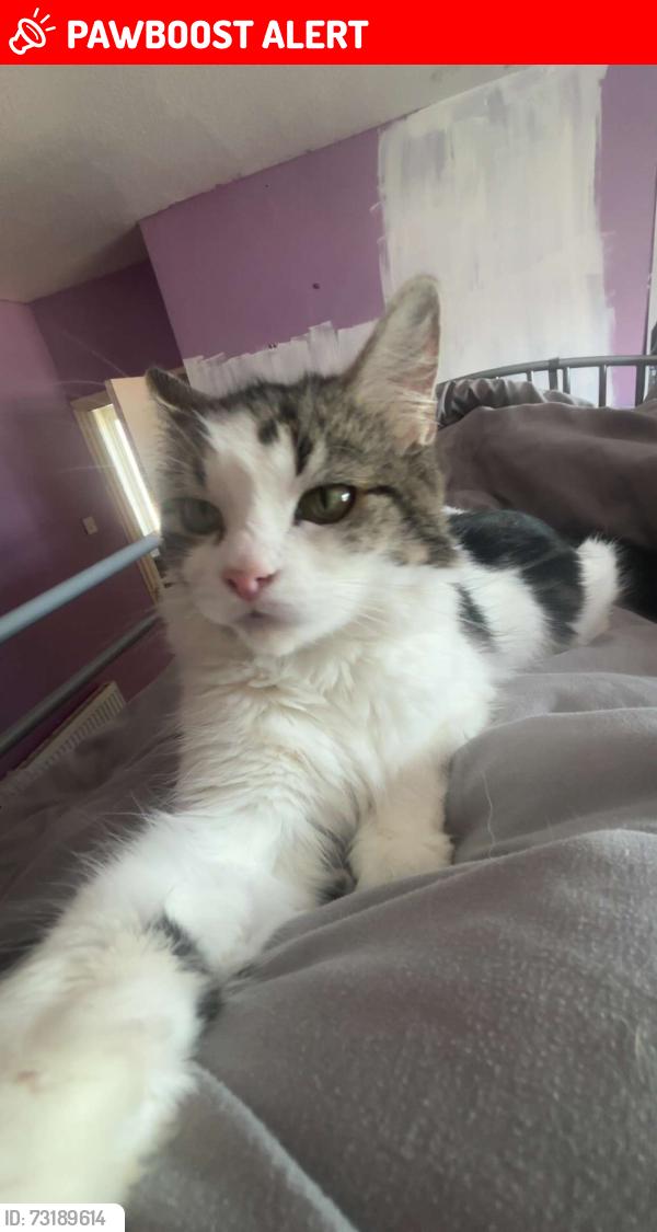 Lost Female Cat last seen haden hill park, West Midlands, England B64