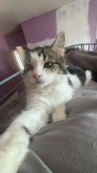 Lost Female Cat last seen haden hill park, West Midlands, England B64
