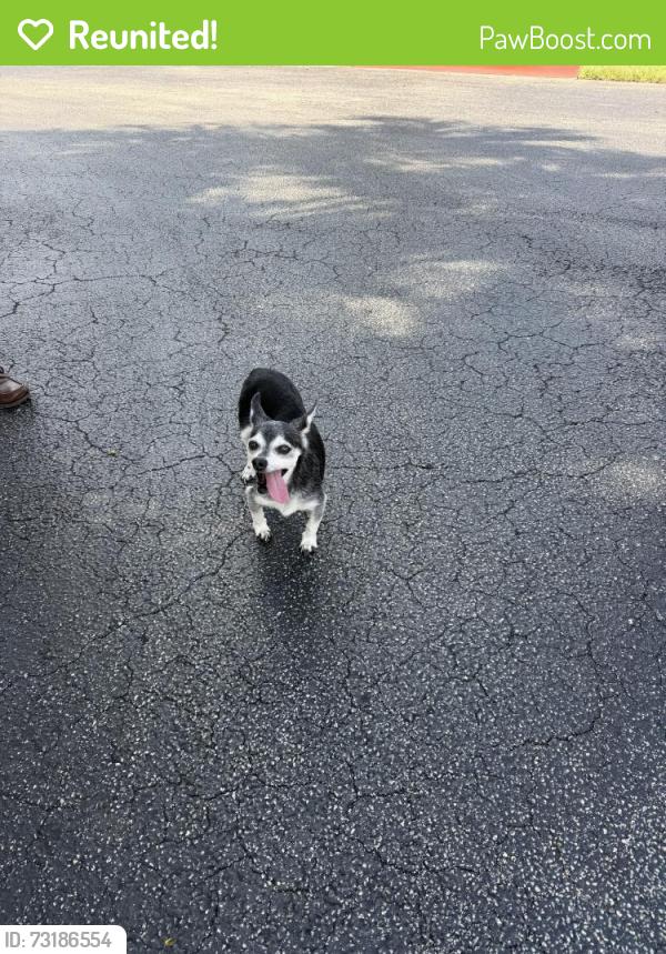 Reunited Male Dog last seen Boynton Lakes Blvd. And Congress Ave., Boynton Beach, FL 33426