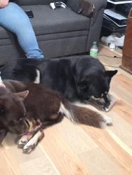 Reunited Male Dog last seen Riverview ave, El Monte, CA 91731
