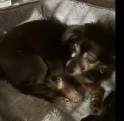 Reunited Male Dog last seen Malvern, Fullerton, CA 92832