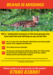Lost Male Cat last seen like to hunt around County hall, St Leonards school, Aykley Woods and around the police station, County Durham, England 