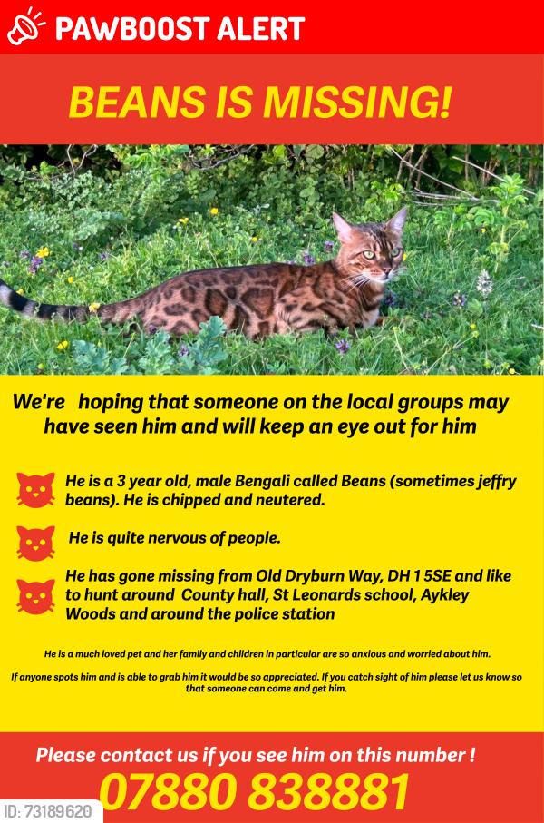 Lost Male Cat last seen like to hunt around County hall, St Leonards school, Aykley Woods and around the police station, County Durham, England 