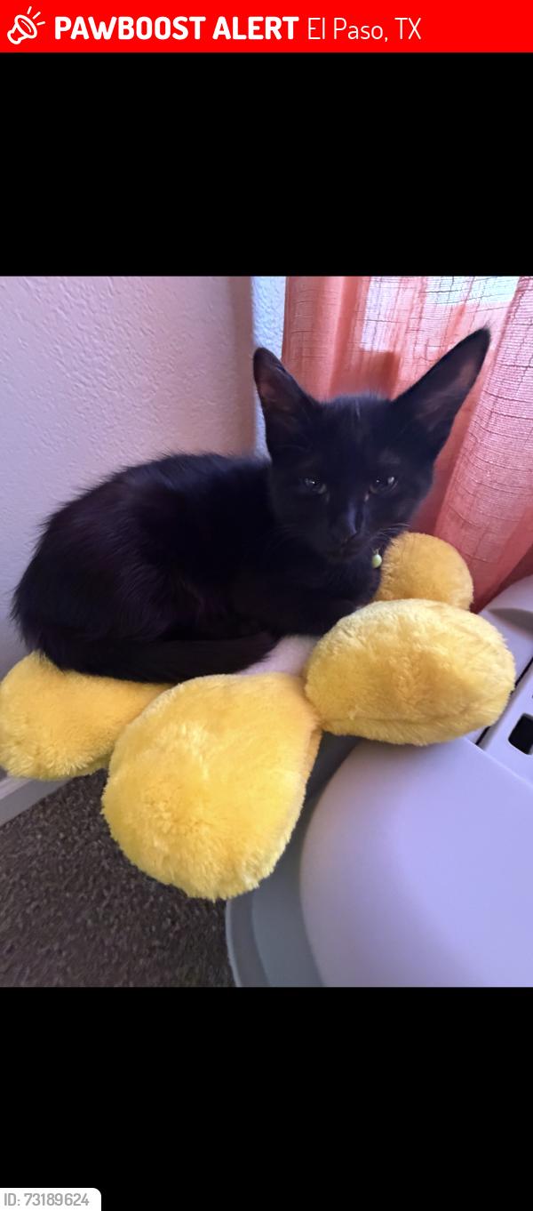 Lost Male Cat last seen Pellicano dr and george dieter dr, El Paso, TX 79936