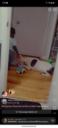 Reunited Male Dog last seen North Memorial Parkway, Huntsville, AL 35811