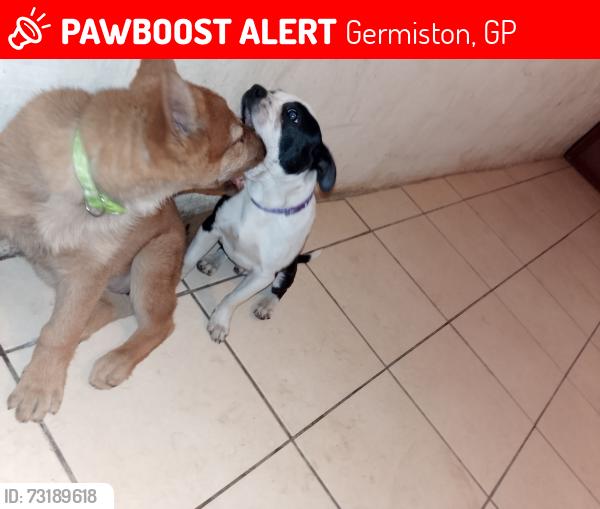 Lost Female Dog last seen Black Reef & Grey avenue, Germiston, GP 
