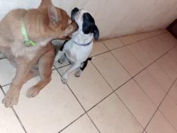 Lost Female Dog last seen Black Reef & Grey avenue, Germiston, GP 