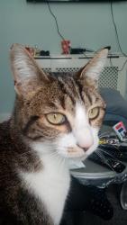 Lost Female Cat last seen Battersea, Greater London, England 