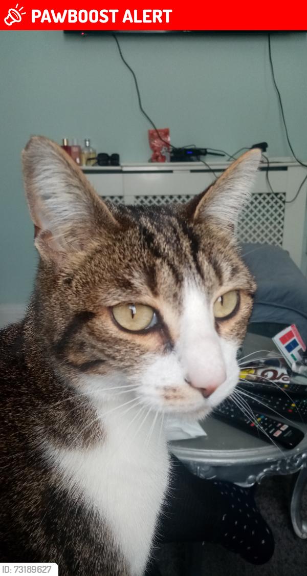 Lost Female Cat last seen Battersea, Greater London, England 