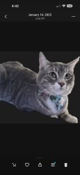 Lost Male Cat last seen Mays Bridge and Turner Bend Rd, Coosa, GA 30165