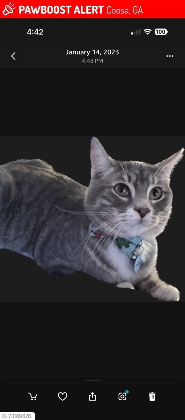 Lost Male Cat last seen Mays Bridge and Turner Bend Rd, Coosa, GA 30165