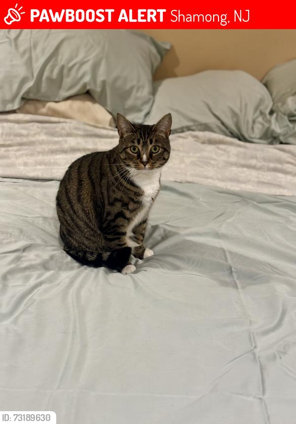 Lost Female Cat last seen Tuckerton Rd, Shamong, NJ 08088