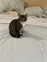 Lost Female Cat last seen Tuckerton Rd, Shamong, NJ 08088