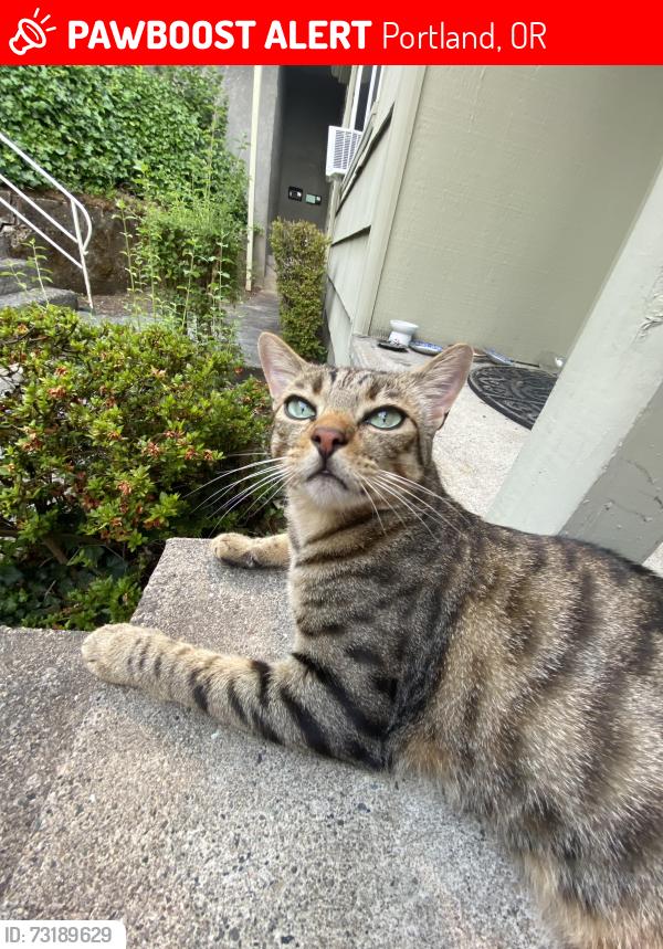 Lost Male Cat last seen Curry, Portland, OR 97239