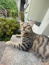 Lost Male Cat last seen Curry, Portland, OR 97239