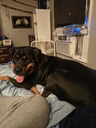 Reunited Female Dog last seen Park dr / S Miller Ave, Statesville, NC 28677