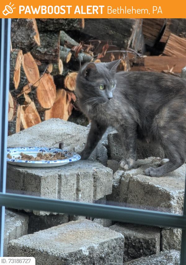 Found/Stray Unknown Cat last seen Macada and Jacksonville Roads, Bethlehem, PA 18017