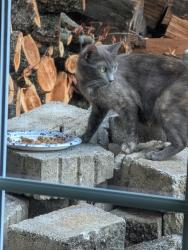 Found/Stray Unknown Cat last seen Macada and Jacksonville Roads, Bethlehem, PA 18017