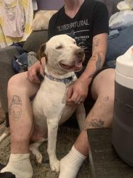 Found/Stray Male Dog last seen Little Ceasers on 4th and Sheridan, Tulsa, OK 74112