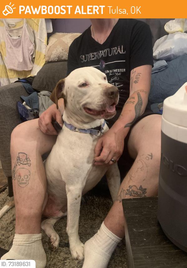 Found/Stray Male Dog last seen Little Ceasers on 4th and Sheridan, Tulsa, OK 74112