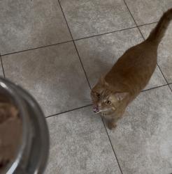 Reunited Female Cat last seen Joyce Kilmer , Livingston Ave, New Brunswick, NJ 08901