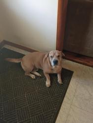Found/Stray Male Dog last seen Memorial and 21st, Tulsa, OK 74103