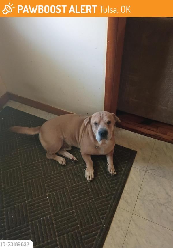 Found/Stray Male Dog last seen Memorial and 21st, Tulsa, OK 74103