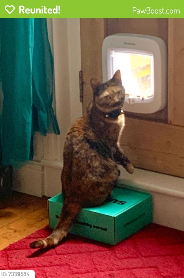 Reunited Female Cat last seen Norfolk street bakery, Grafton, Cambridgeshire, England CB1 2LF