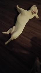 Lost Male Dog last seen Near ave y glendale, Glendale, CA 91205