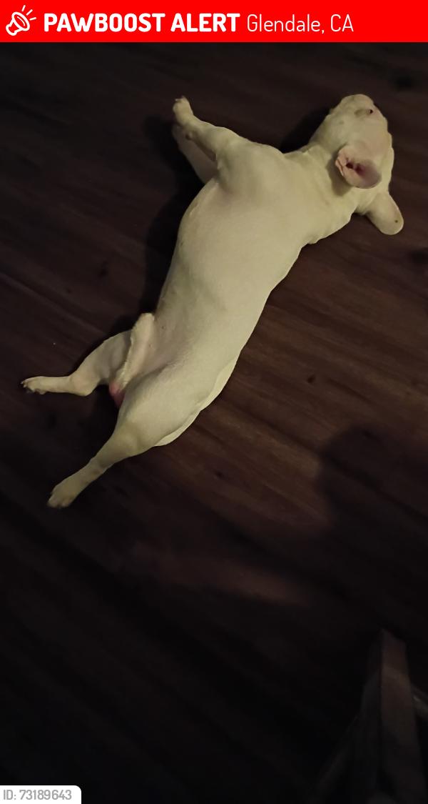 Lost Male Dog last seen Near ave y glendale, Glendale, CA 91205