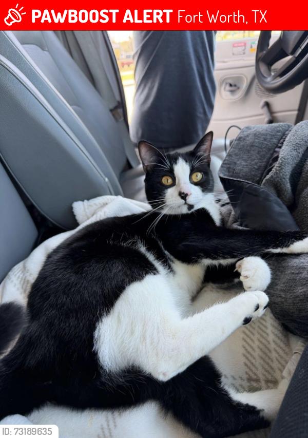 Lost Female Cat last seen W Risinger RD, Fort Worth, TX 76123