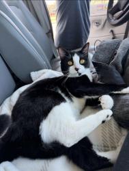 Lost Female Cat last seen W Risinger RD, Fort Worth, TX 76123