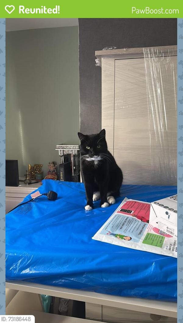 Reunited Male Cat last seen At home back garden, Leicestershire, England LE18 2BS