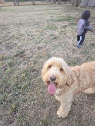 Lost Male Dog last seen Timberline Dr and Riverside Dr, Fort Worth, TX 76119