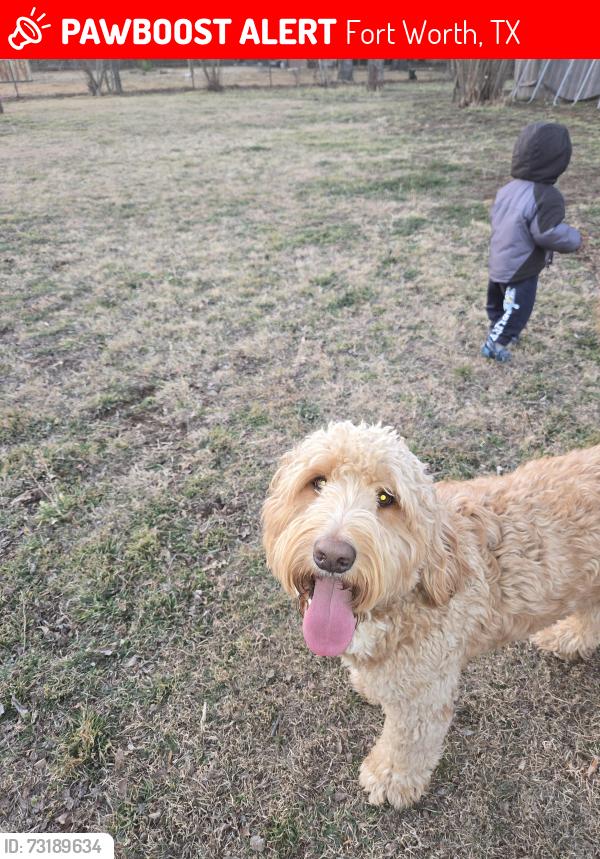 Lost Male Dog last seen Timberline Dr and Riverside Dr, Fort Worth, TX 76119