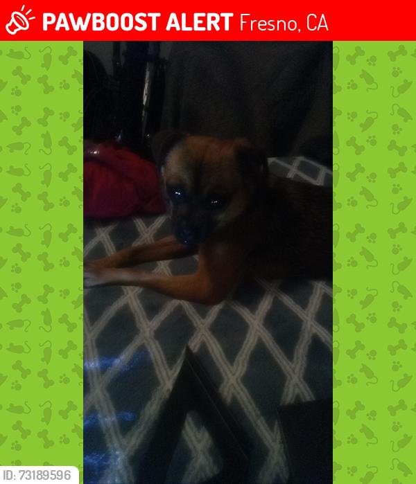 Lost Female Dog last seen Blackstone and Clinton, Fresno, CA 93704