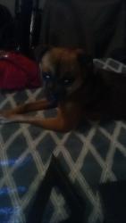 Lost Female Dog last seen Blackstone and Clinton, Fresno, CA 93704