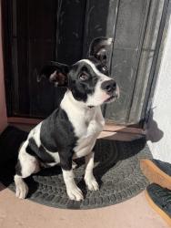 Reunited Female Dog last seen Near 96th Ave, Oakland, CA 94603, USA, Oakland, CA 94603