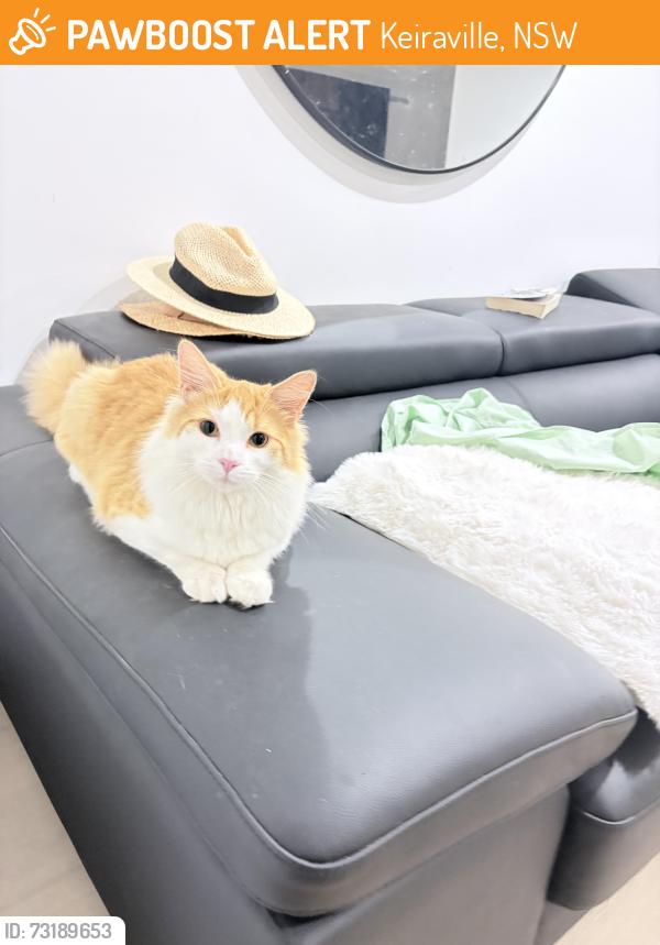 Found/Stray Unknown Cat last seen Robsons road, Keiraville, NSW 2500