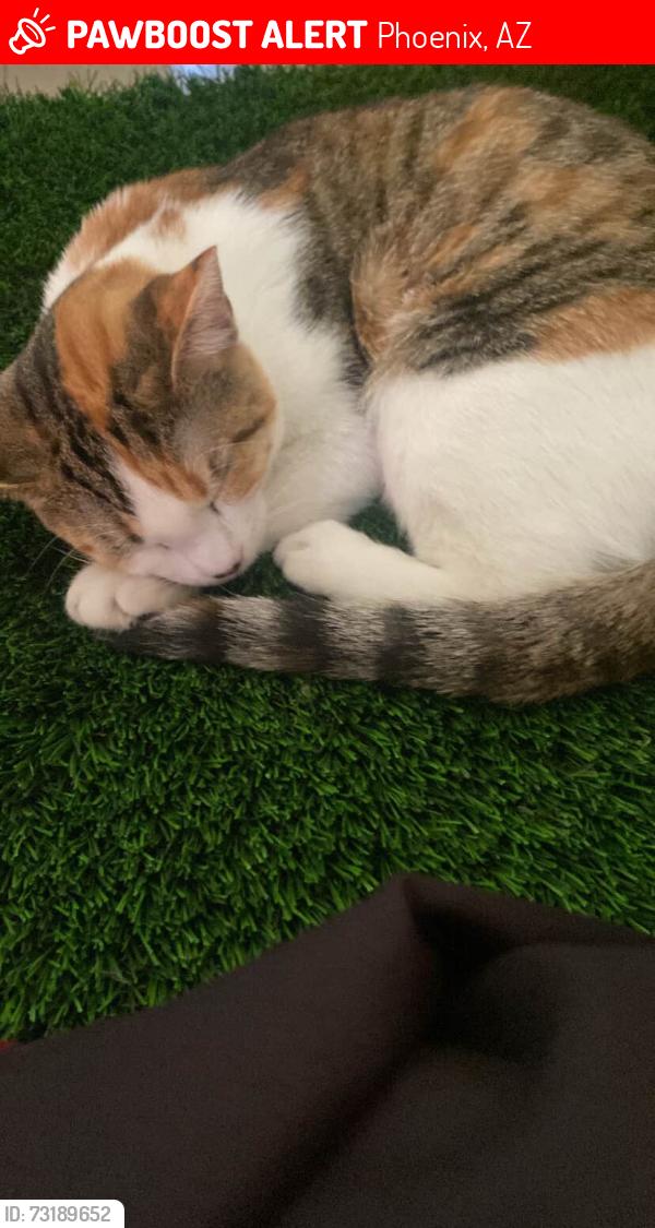 Lost Female Cat last seen Monterey way, Phoenix, AZ 85019