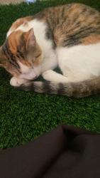 Lost Female Cat last seen Monterey way, Phoenix, AZ 85019