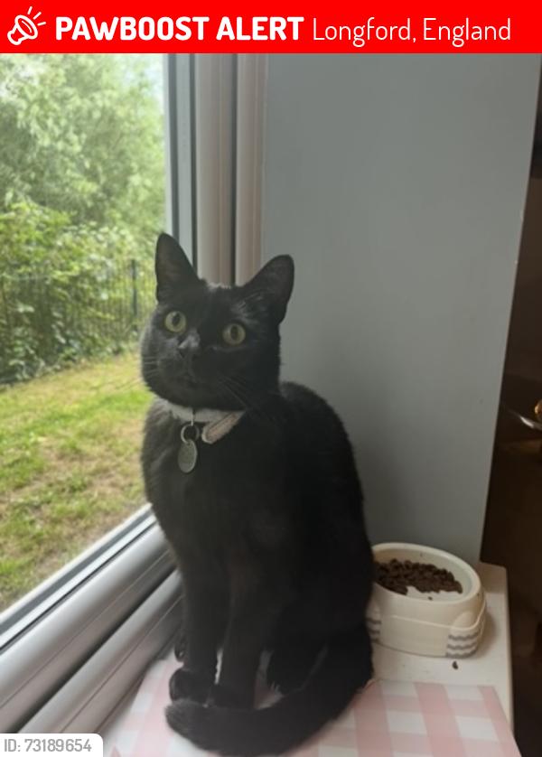 Lost Male Cat last seen Longford park, Longford, England 