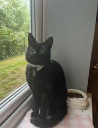 Lost Male Cat last seen Longford park, Longford, England 