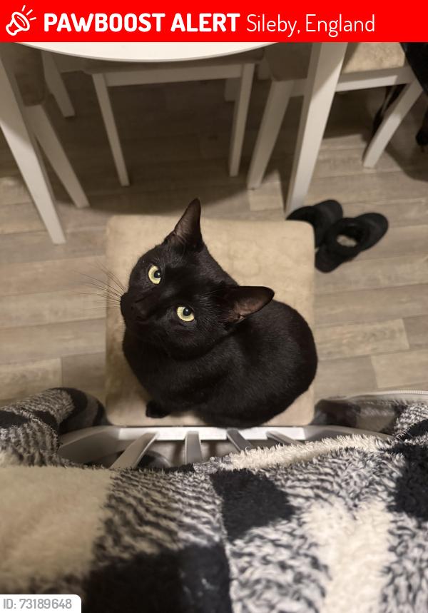 Lost Male Cat last seen Home, Sileby, England 