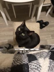 Lost Male Cat last seen Home, Sileby, England 