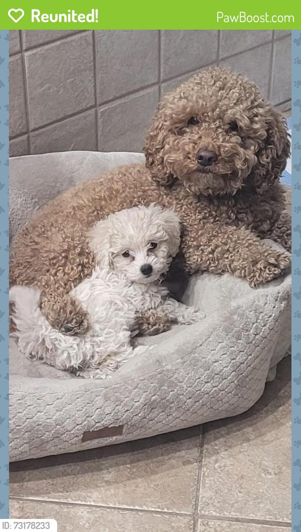 Reunited Female Dog last seen Seneca Circle and Ottawa, Las Vegas, NV 89169