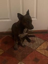 Found/Stray Male Dog last seen Off the 60 & Jurupa, Jurupa Valley, CA 92509