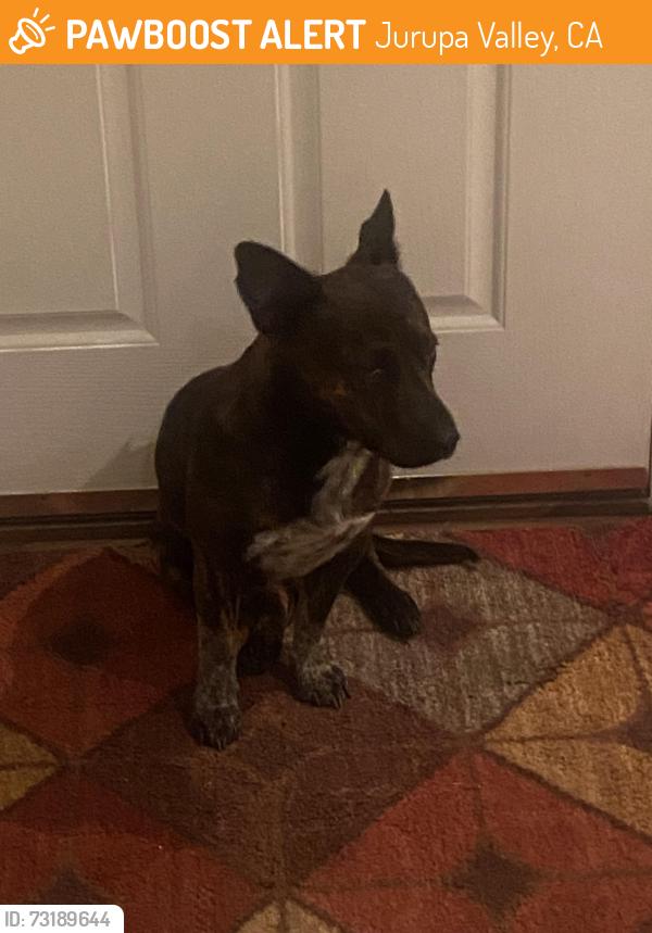 Found/Stray Male Dog last seen Off the 60 & Jurupa, Jurupa Valley, CA 92509