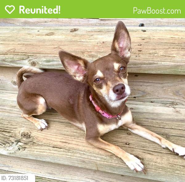 Reunited Female Dog last seen Ridge Bay Dr and Cove Ridge ct near Chester Frost, Chattanooga, TN 37343