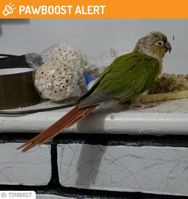 Found/Stray Unknown Bird last seen Bromycroft road, Berkshire, England SL2 2BN